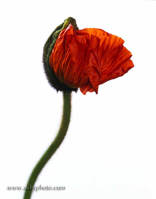 Adsy Bernart photographer still life photography poppy flower