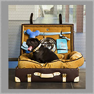 Adsy Bernart  photographer still life photography dog, suitecase, pets