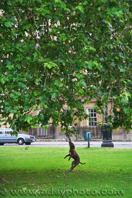 Adsy Bernart photographer travel photography UK Great Britain England Bath The Circus Bath funny Dog biting in a tree