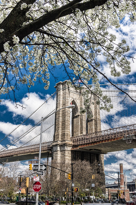 Adsy Bernart Fotograf Reisefotografie New York  USA Apfelbaumblüte in  Dumbo Brooklyn Manhattenbridge 
 