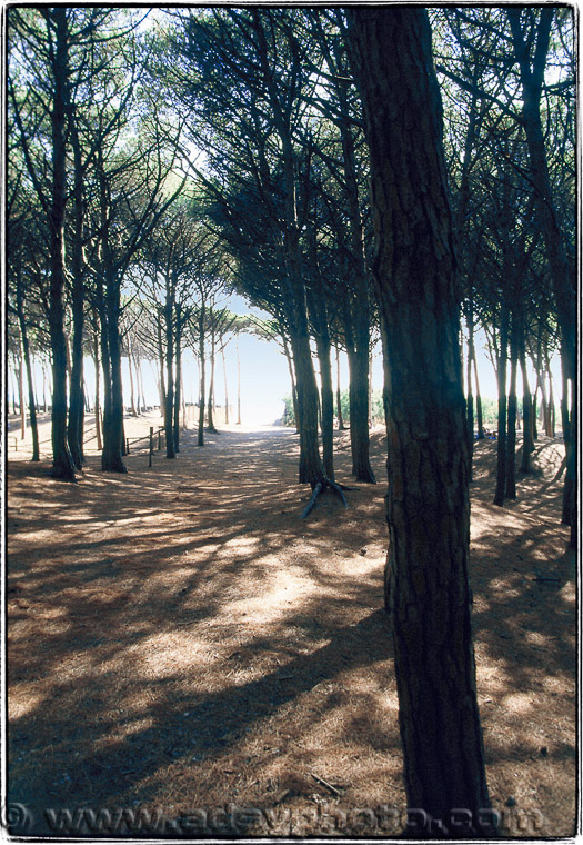 Adsy Bernart photographer travel photography Italy Tuscany Toscana  woods