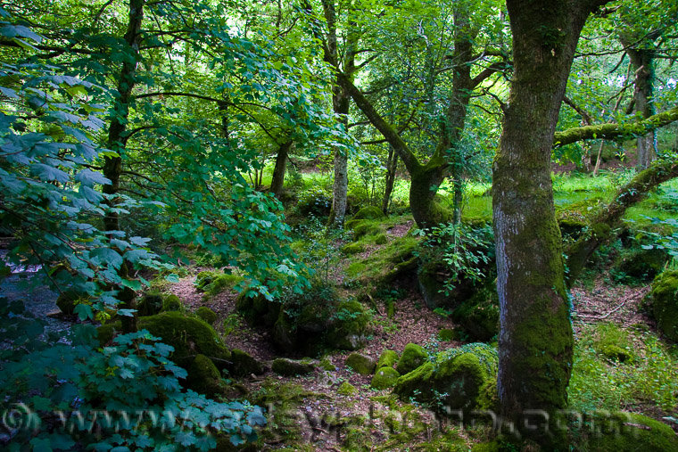 Adsy Bernart Fotograf Reisefotografie Grossbritanien England Dartmoor Schauplatz des Sherlock Holmes Abenteuers: The Hound of Baskerville Waldgebiet Nationalpark