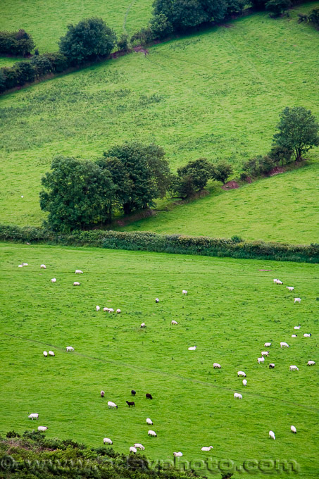 Adsy Bernart Fotograf Reisefotografie Grossbritanien England  Devon Schafherde auf sattem Grün